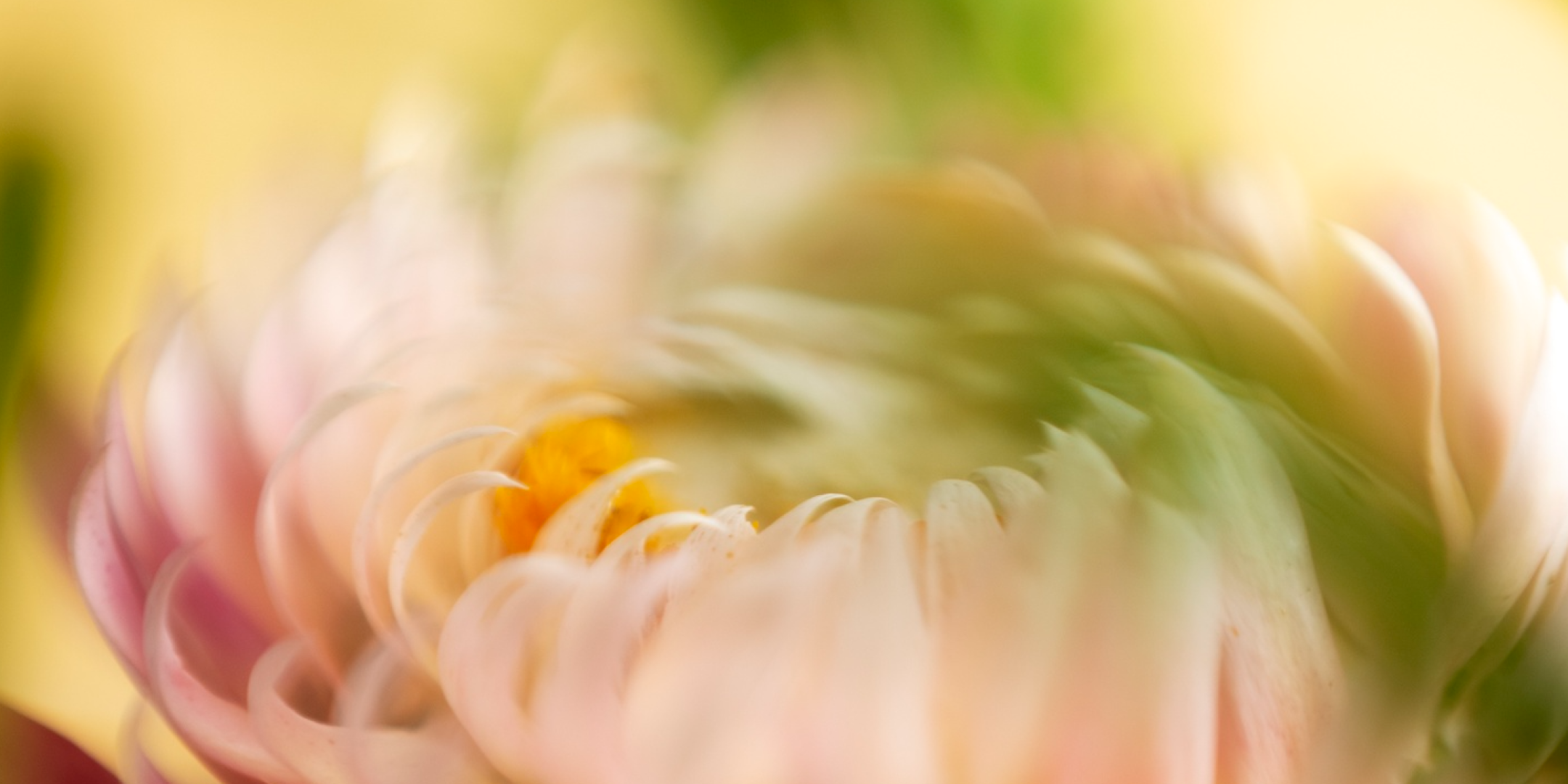 Dayang Ros Flower Boutique