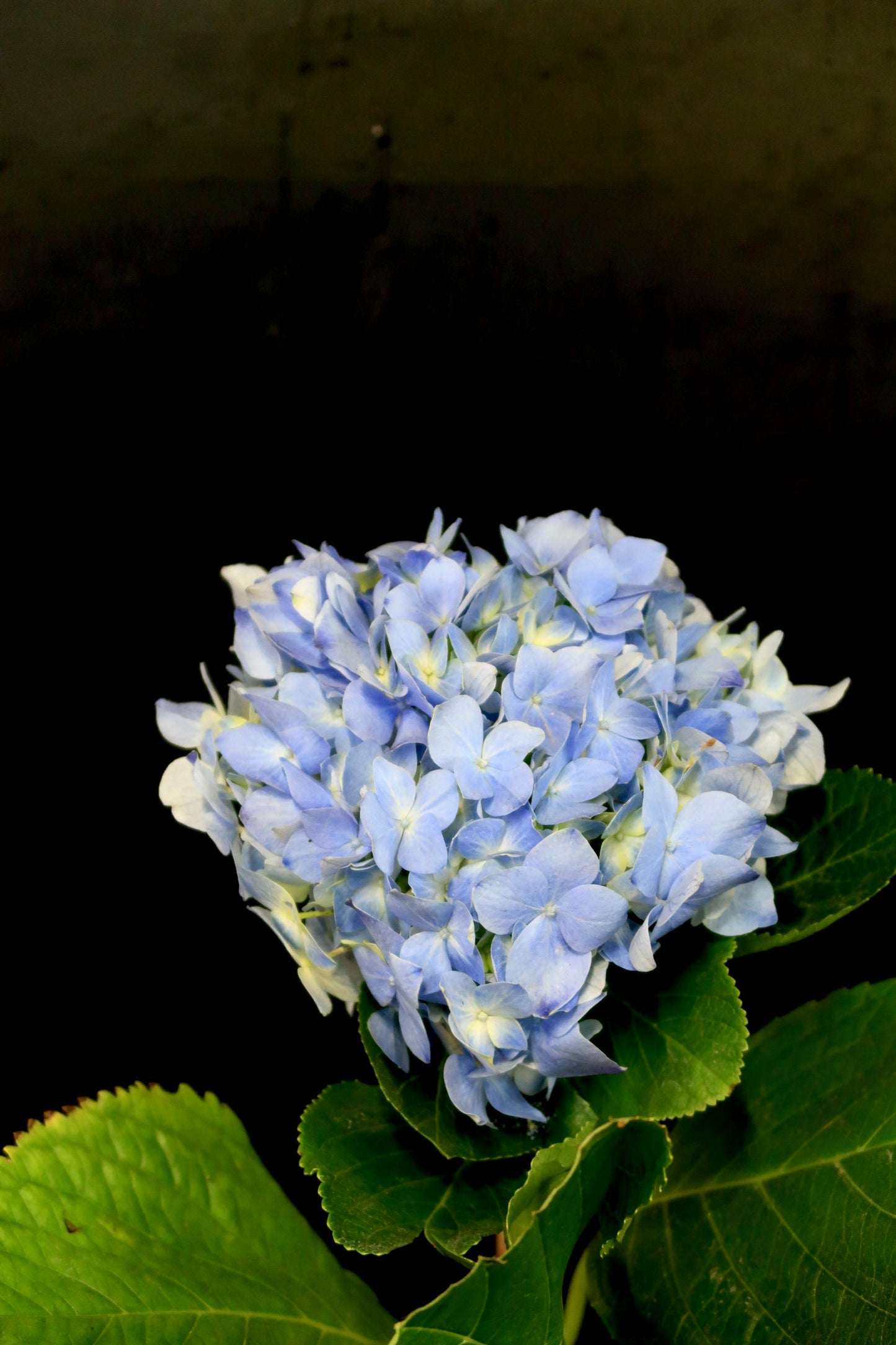 Hydrangea - Blue