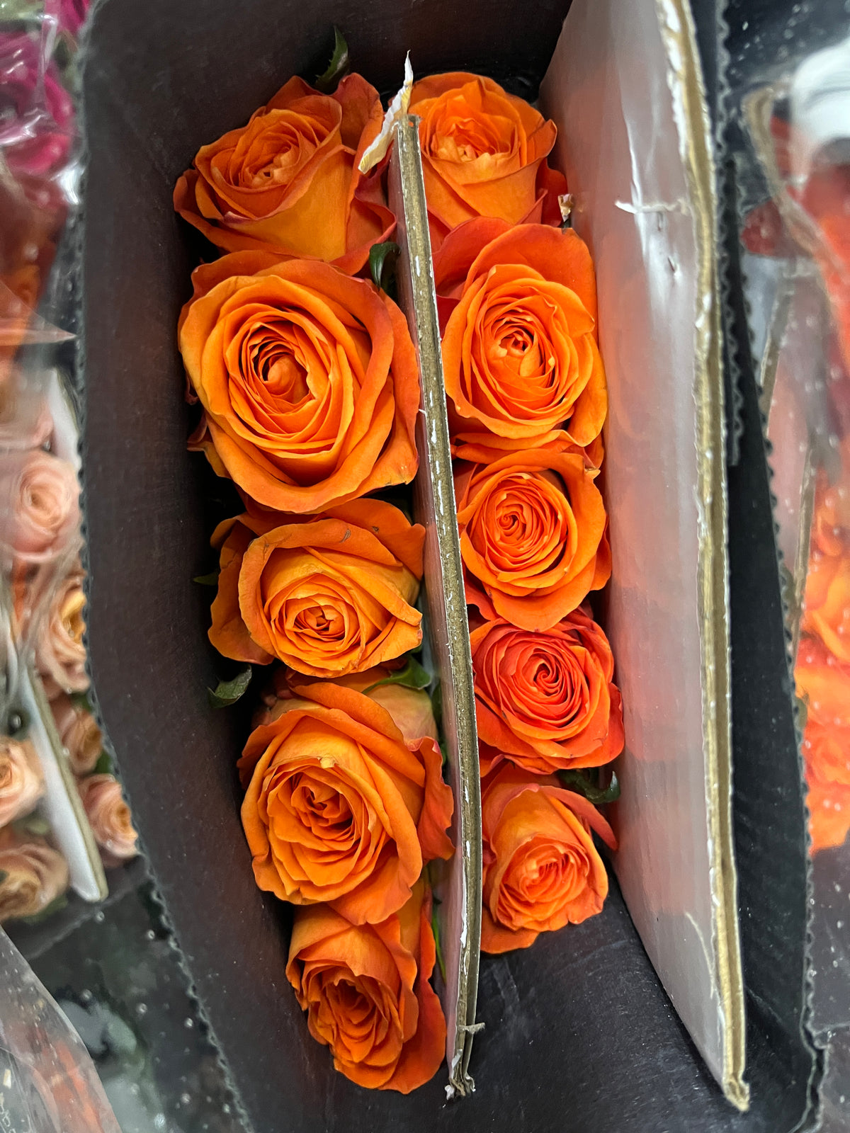 Rose - King's Day