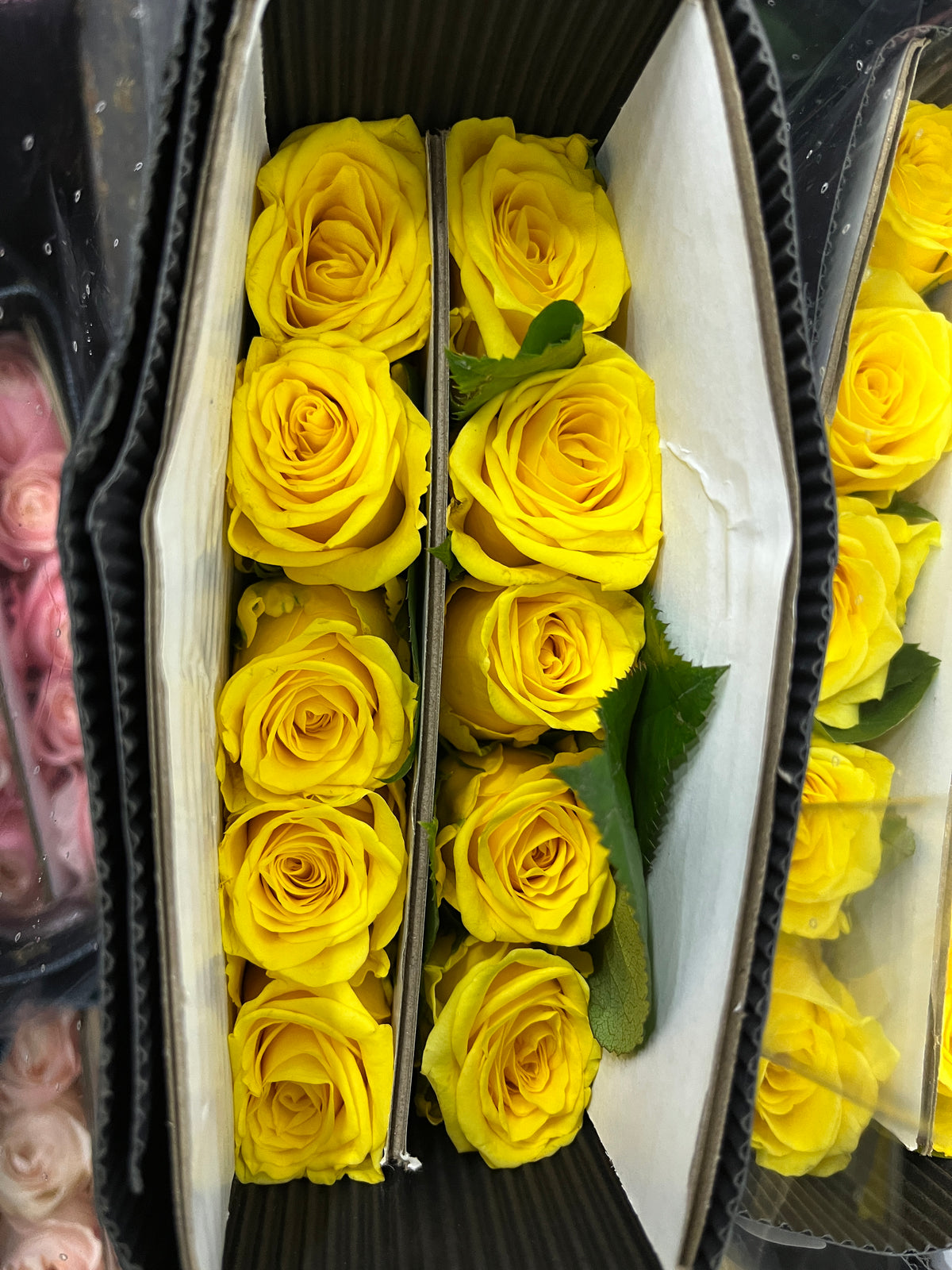 Rose - Yellow