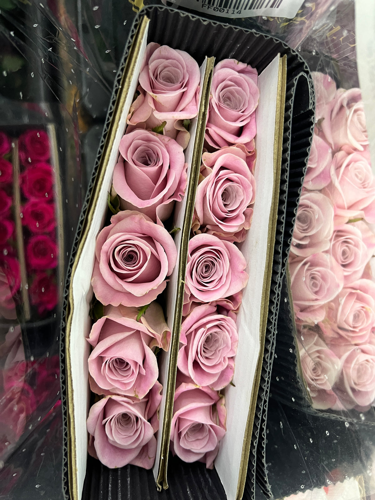 Rose - Sweet Manta