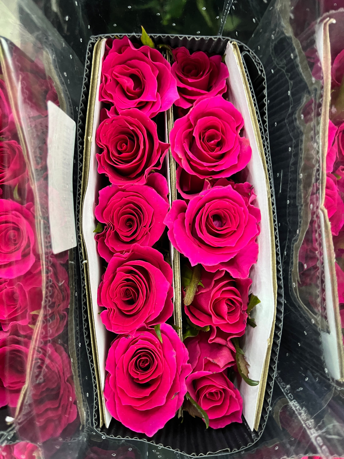 Rose - Gosen
