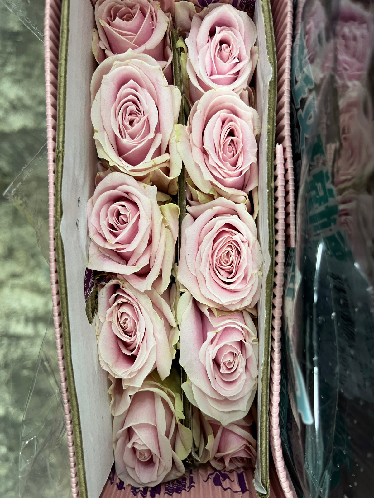 Rose - Pink Avalanche