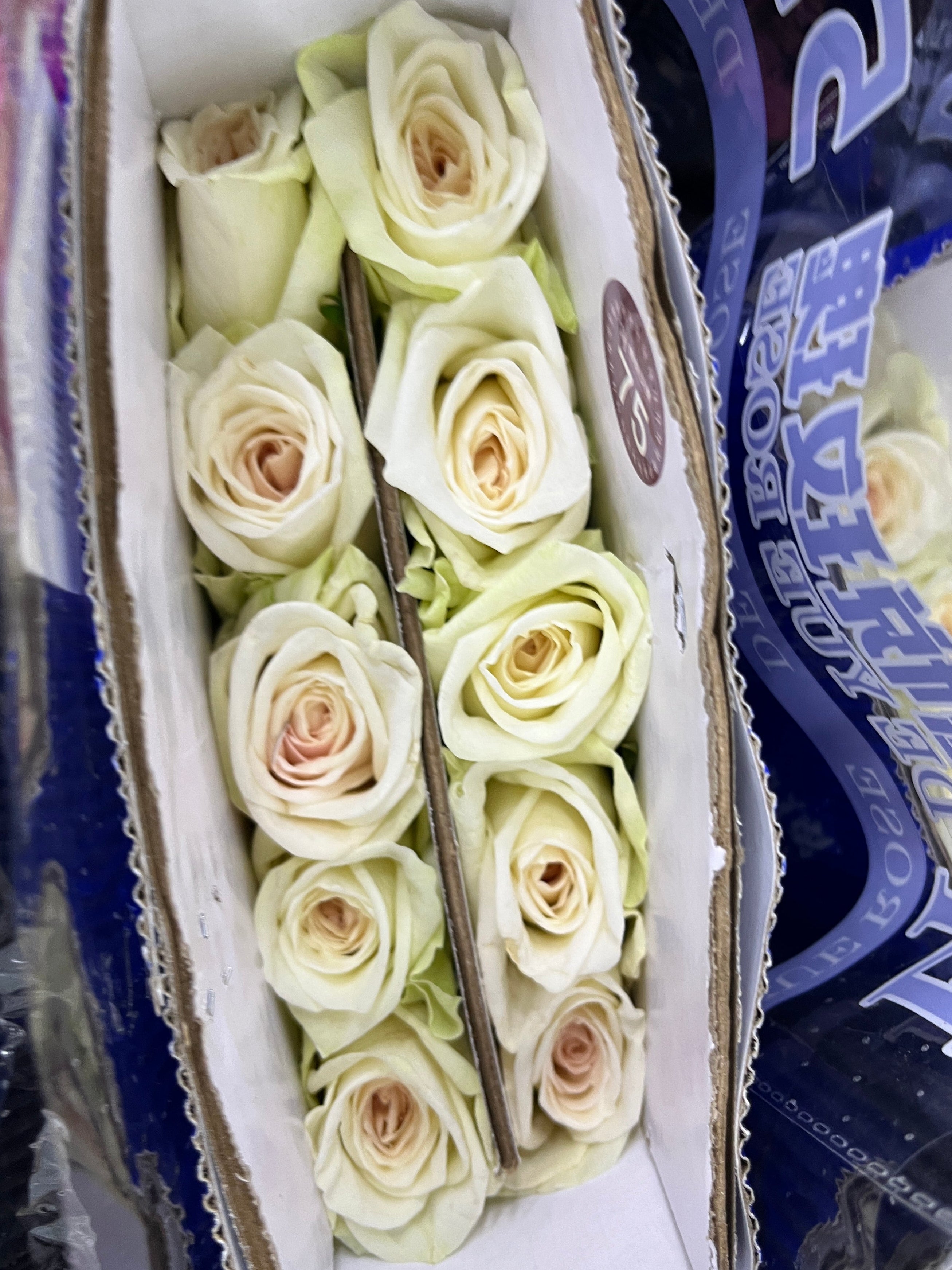 Rose - Litchi White