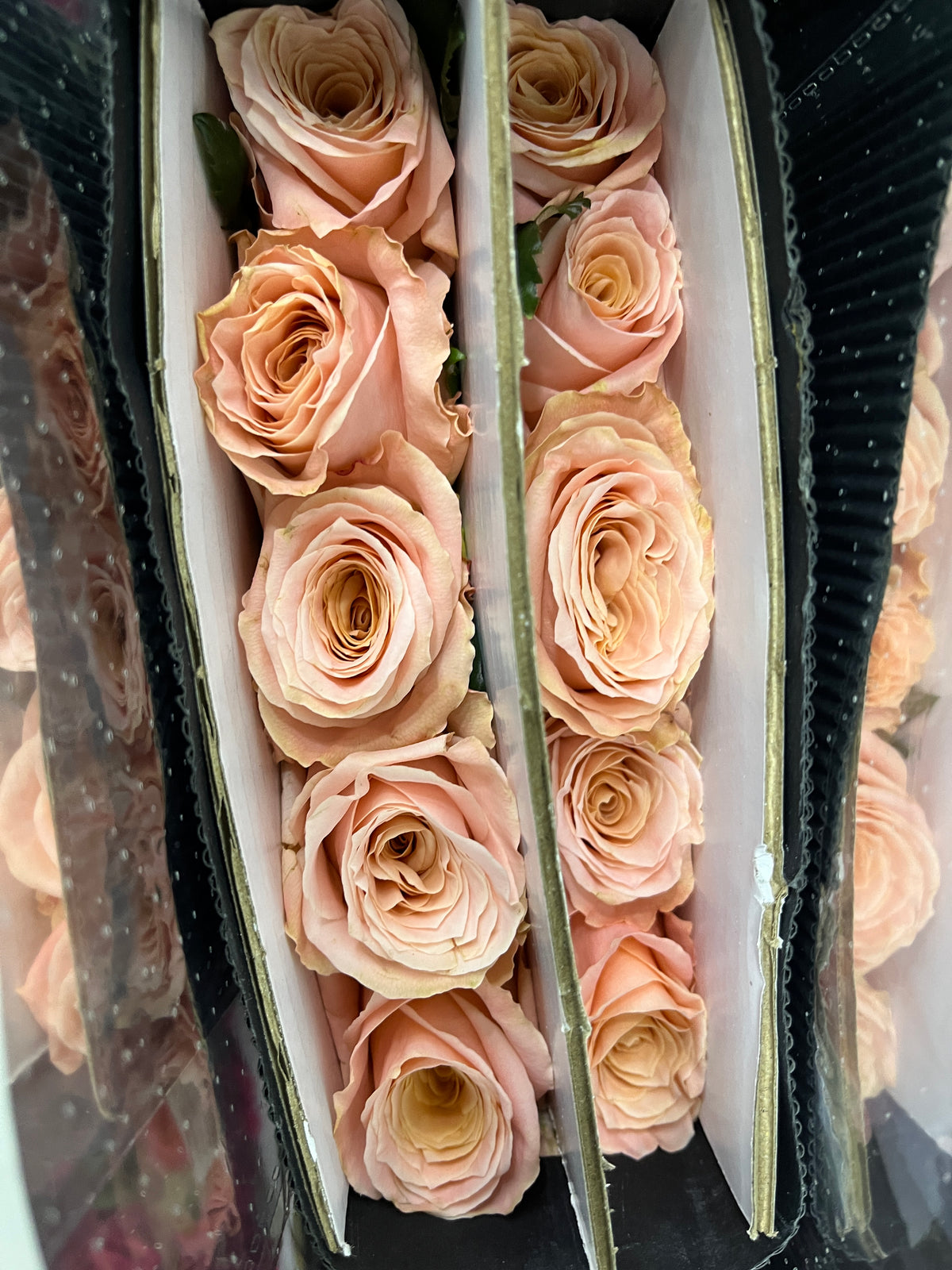 Rose - Tlow Light