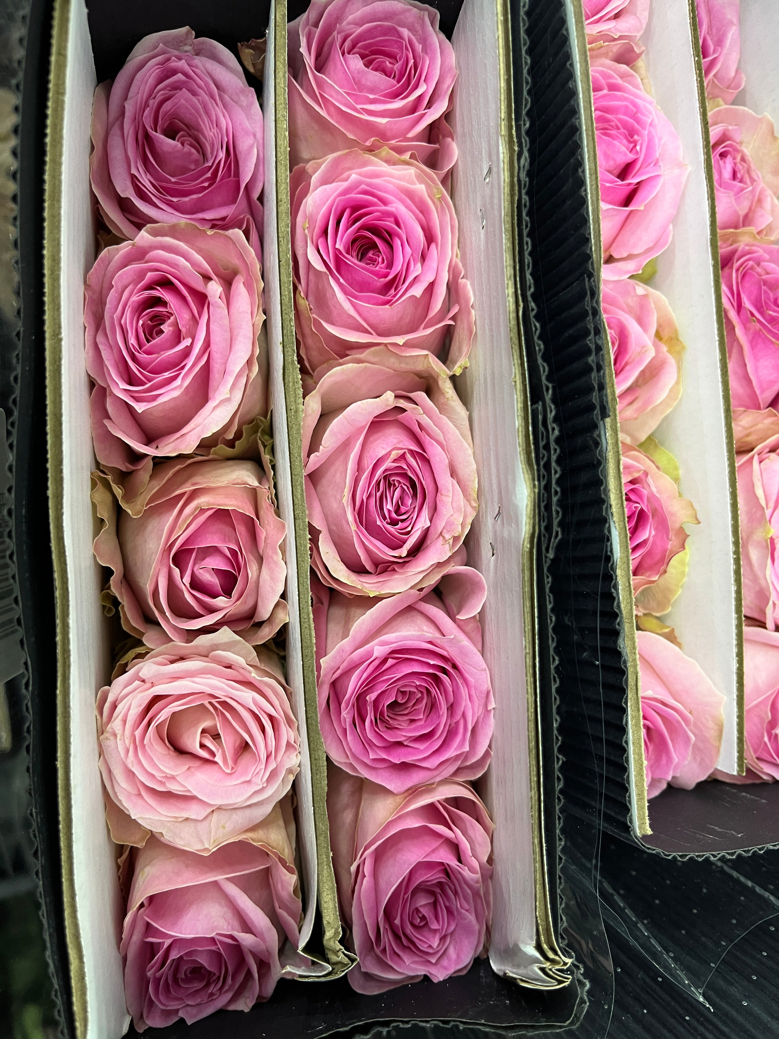 Rose - Peach Avalanche