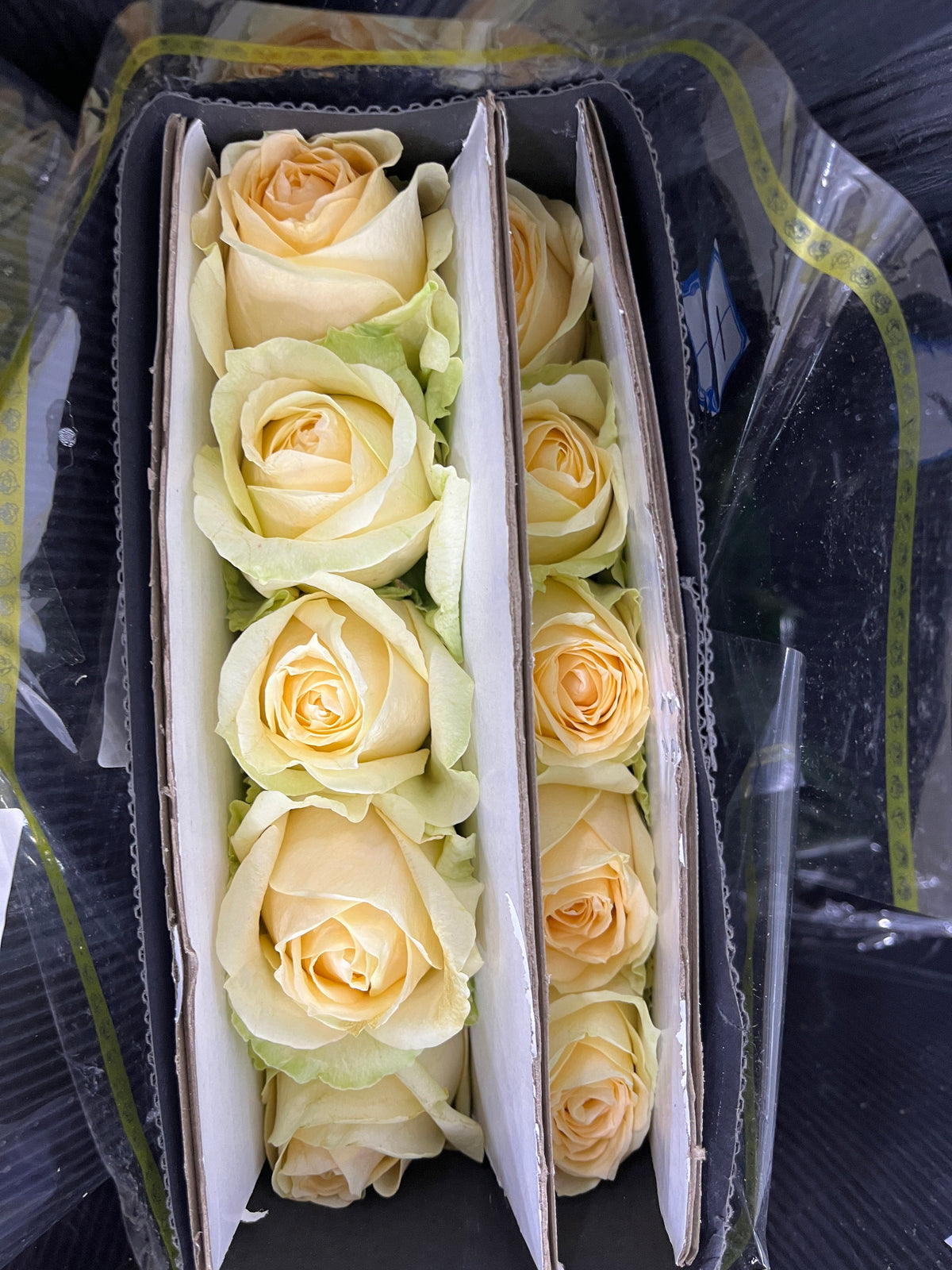 Rose - Champagne Avalanche