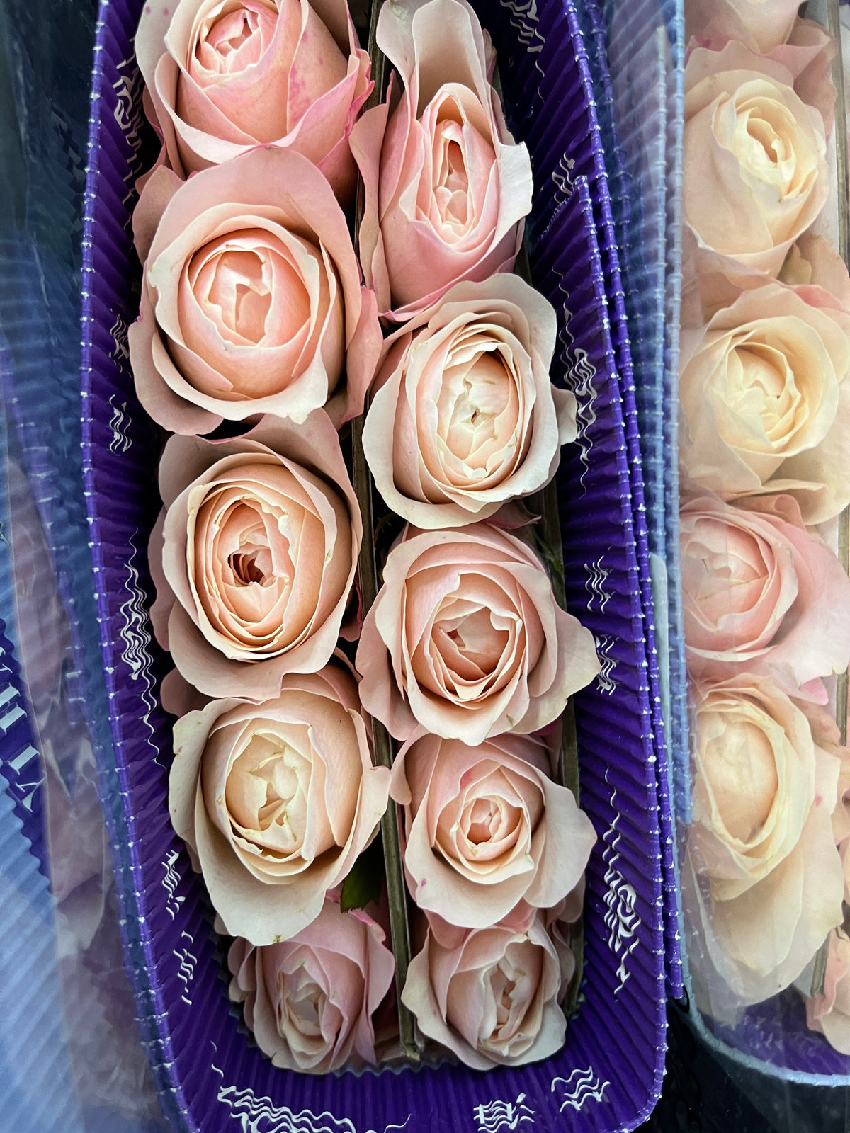 Rose - Catherine
