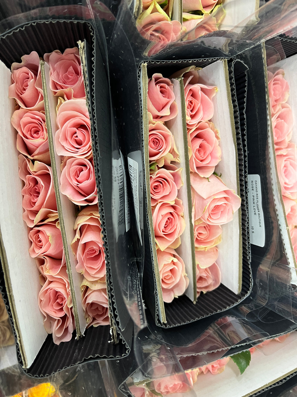 Rose - Pink Love