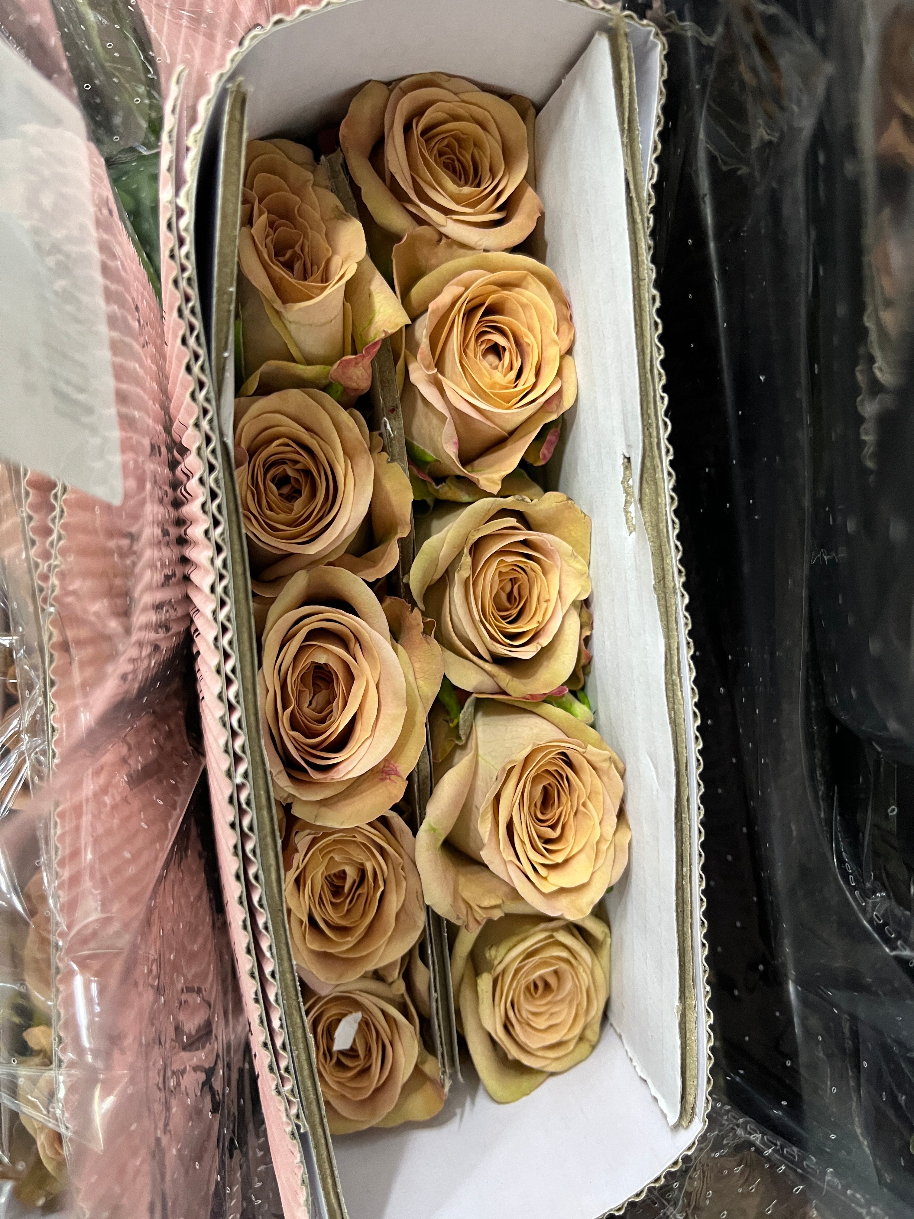 Rose - Cappuccino