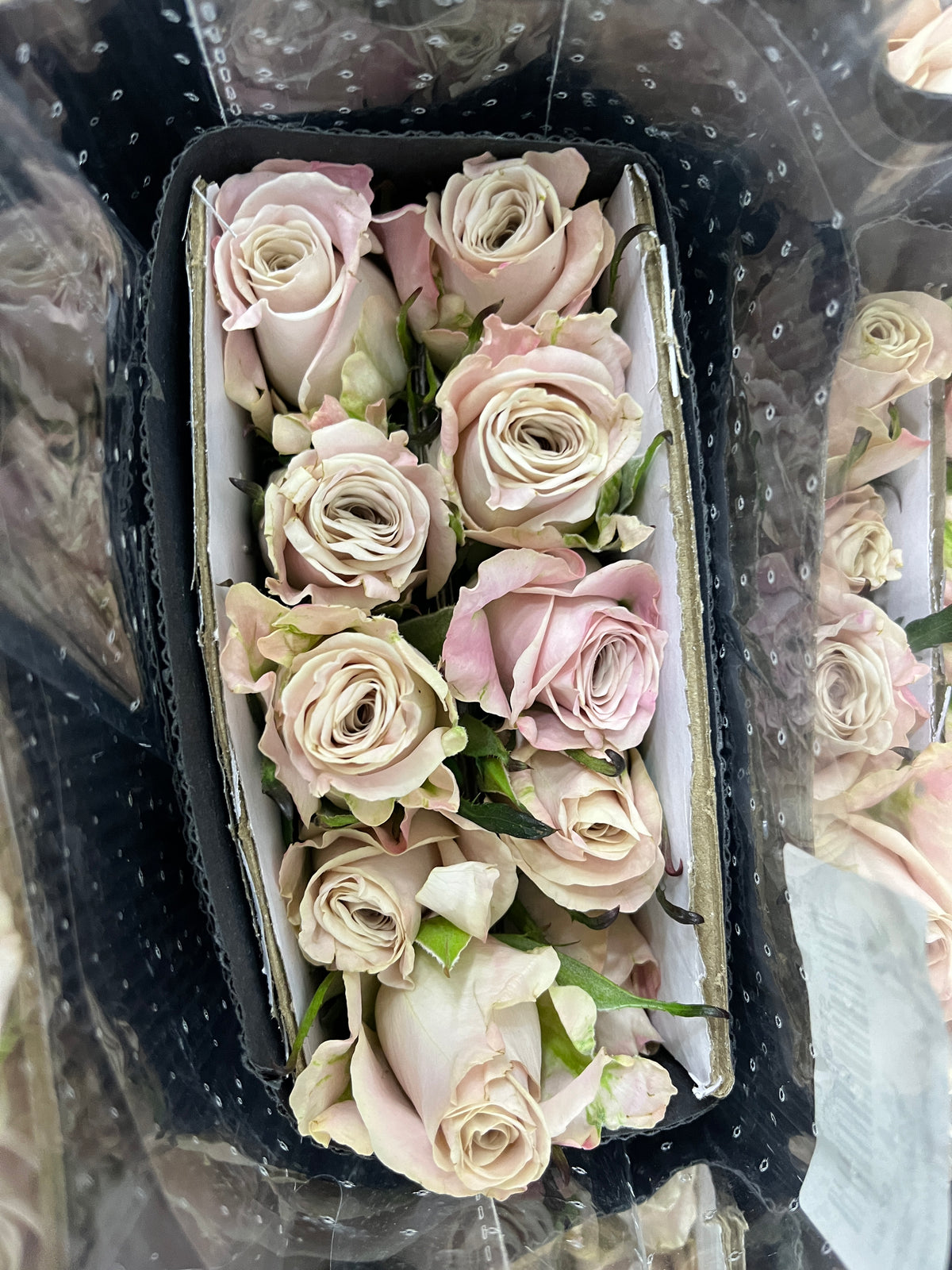 Rose - Manta