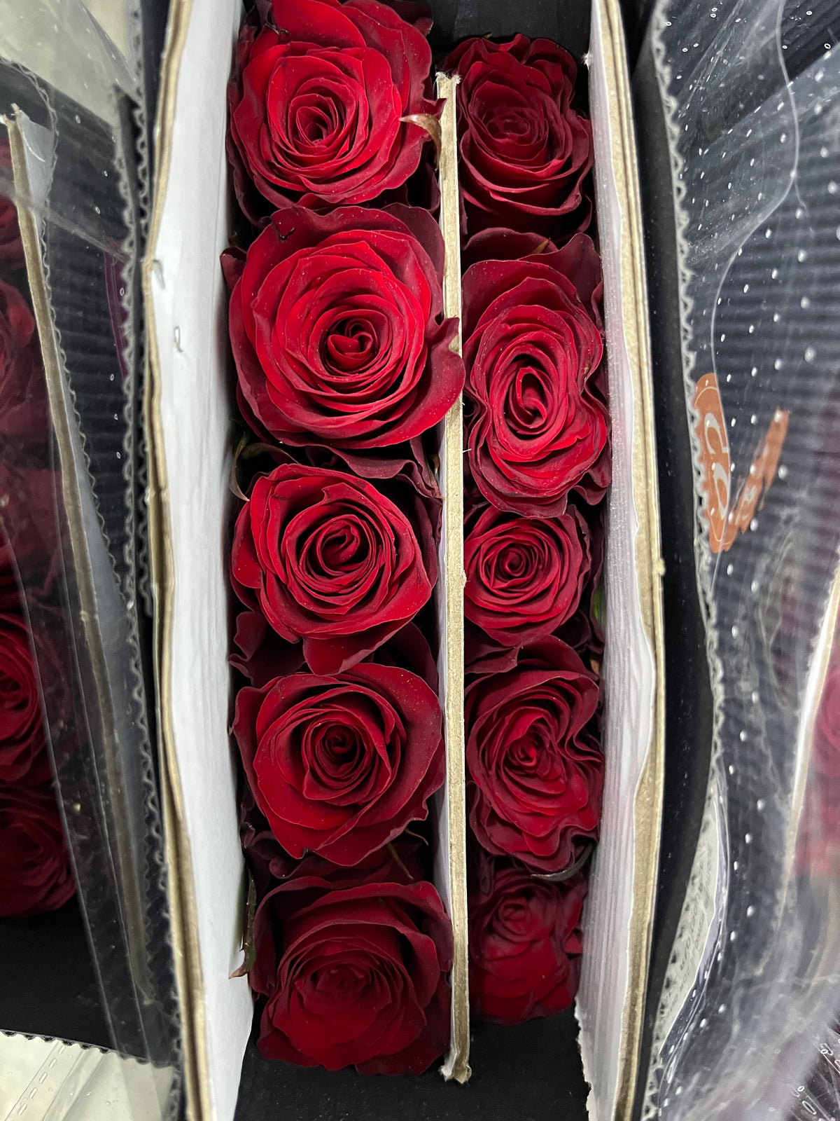 Rose - Plateau in Red