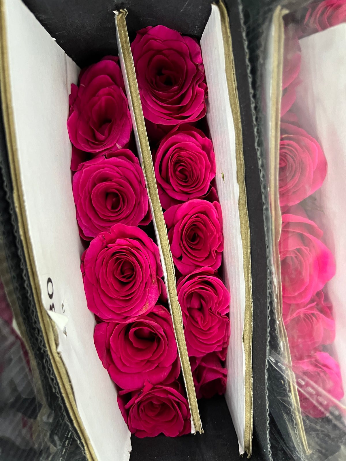 Rose - Pink Flyod