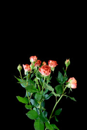 Spray Rose - Chocolate