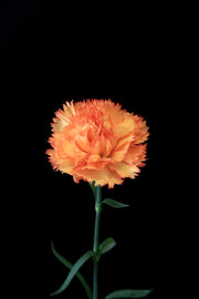 Carnation - Folgore