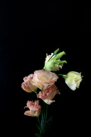Eustoma Wave - Champagne