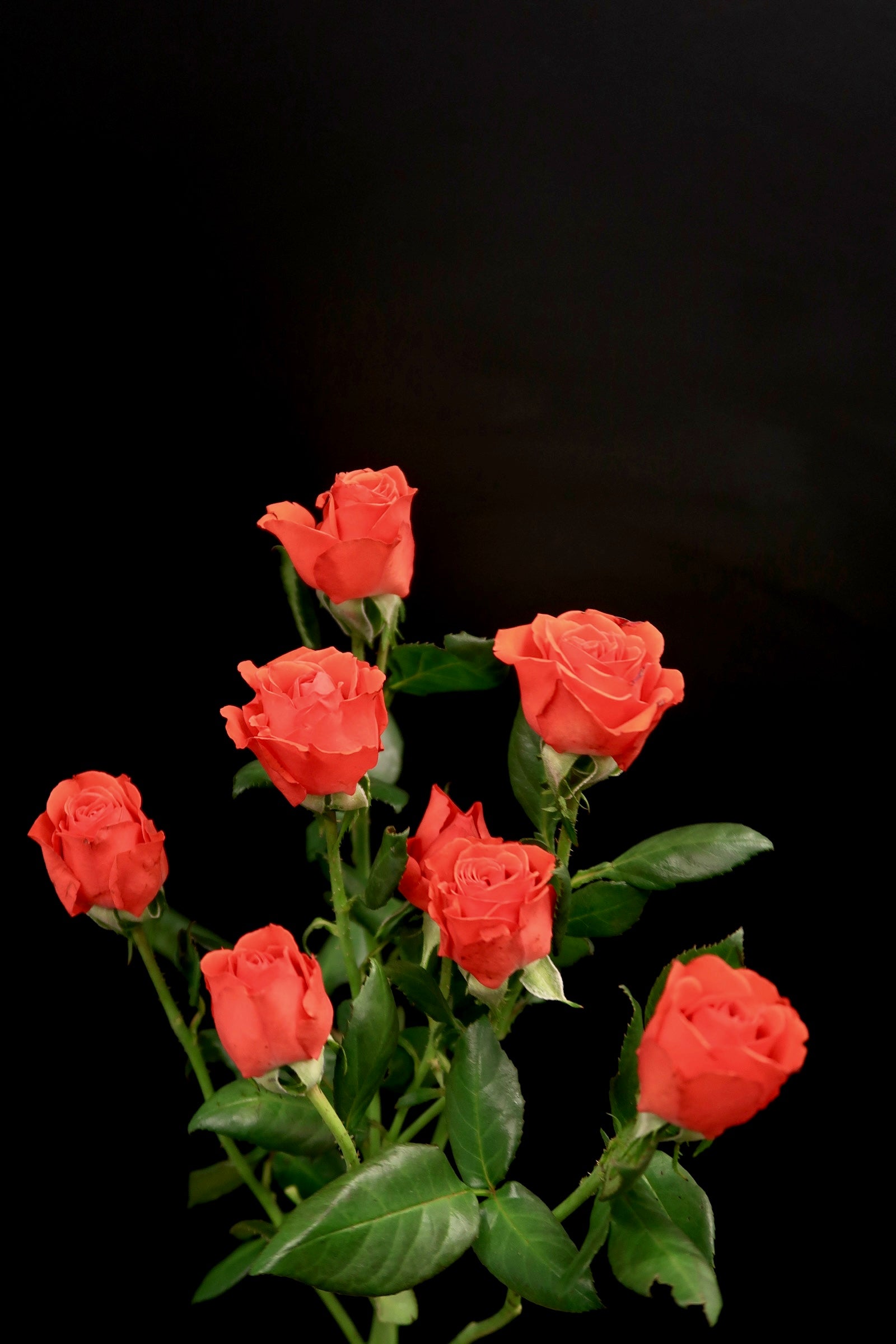 Spray Rose - Red Neon Bubble