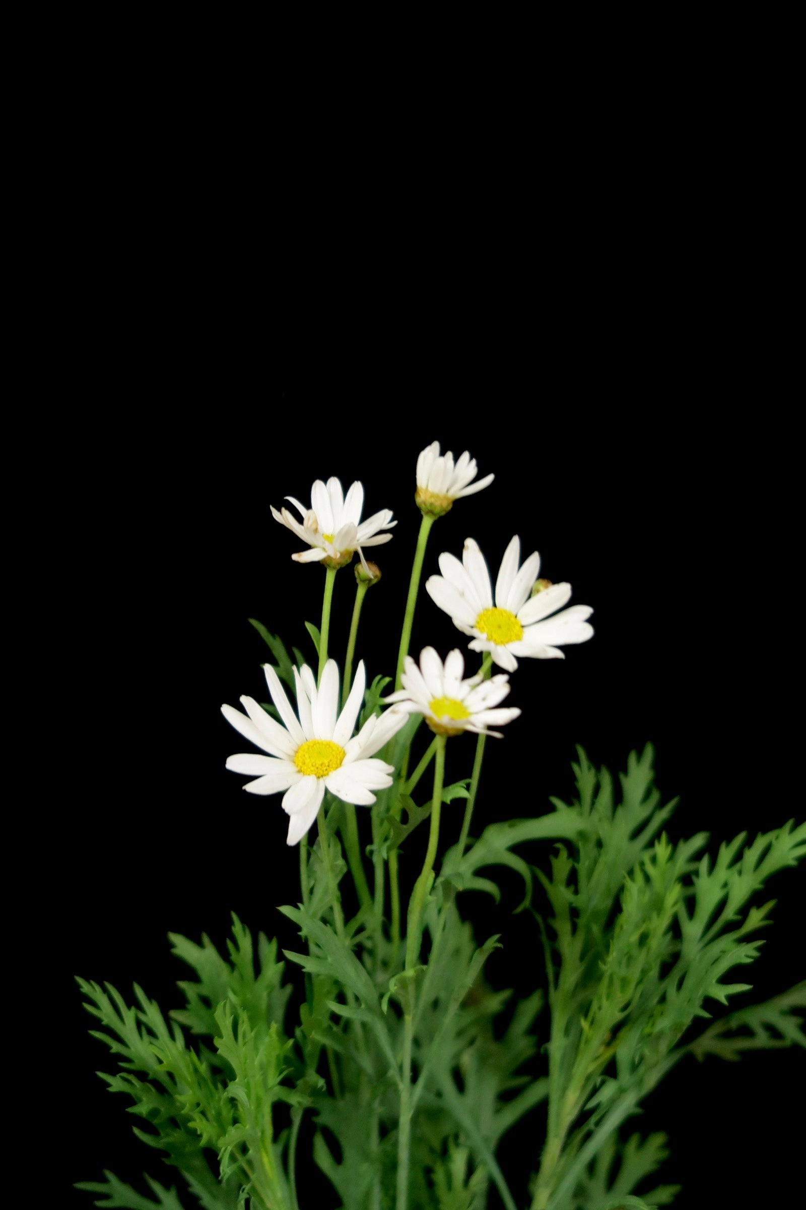 Leucanthemum