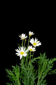 Leucanthemum
