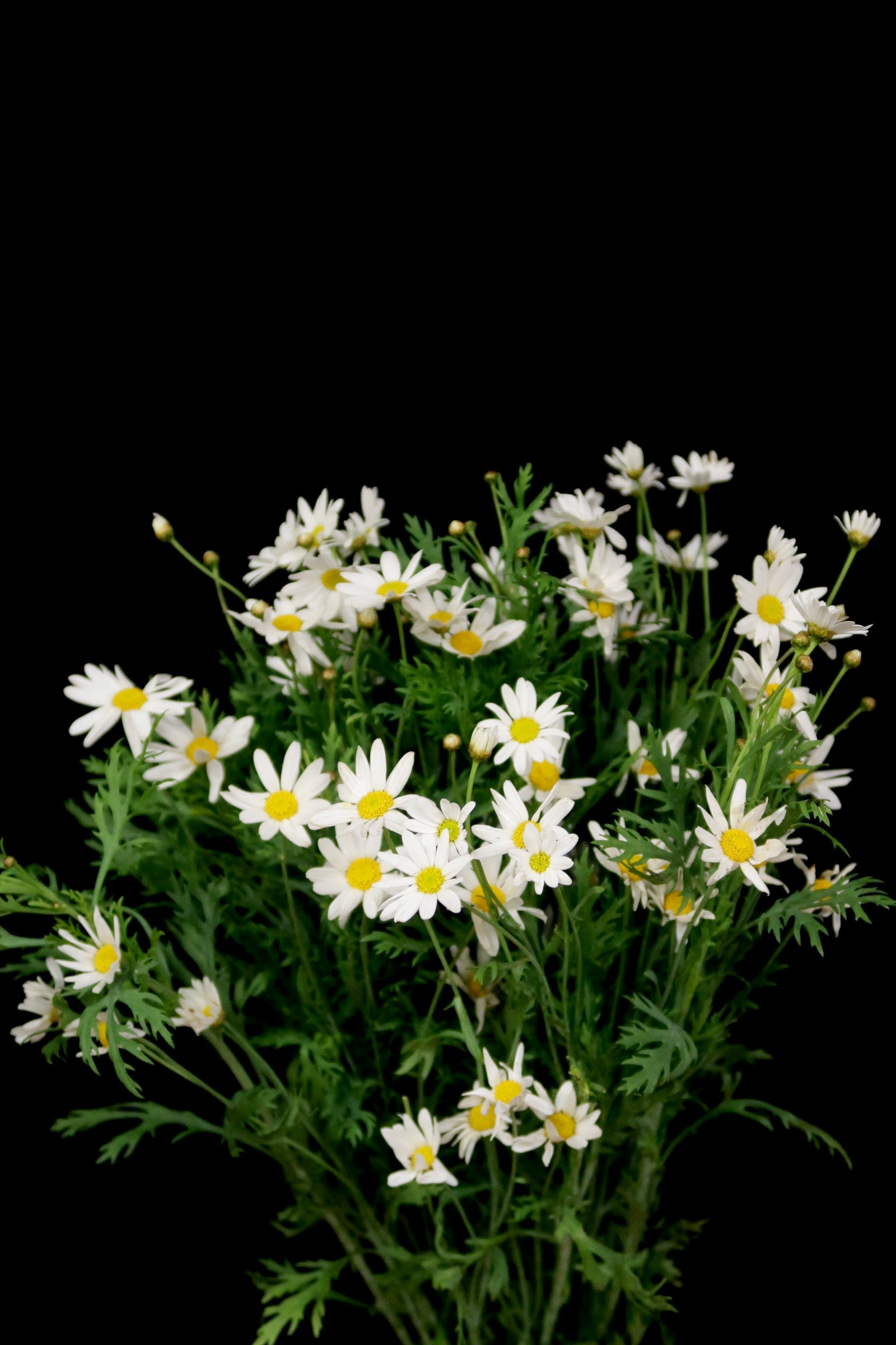 Leucanthemum