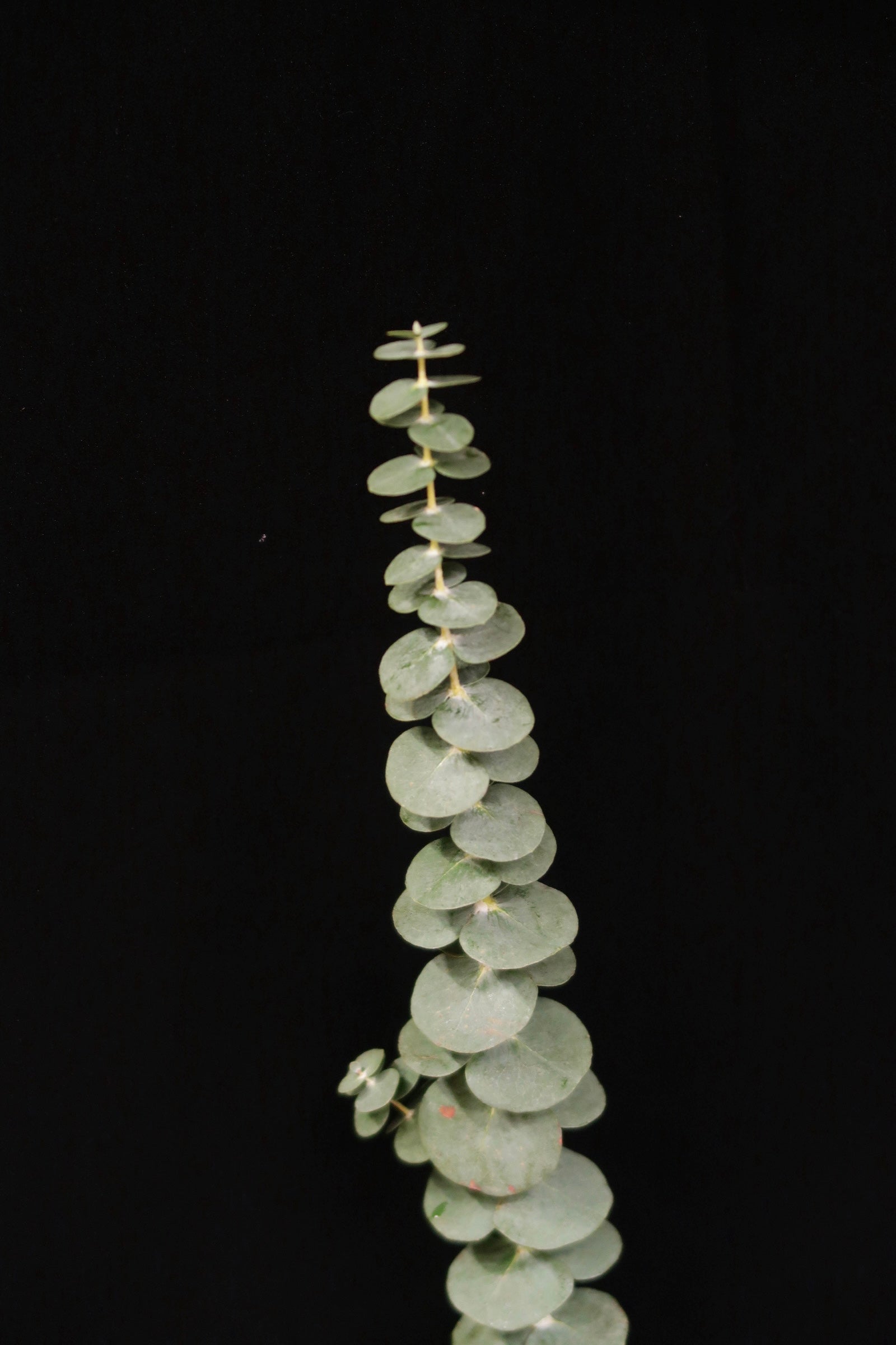 Eucalyptus Single