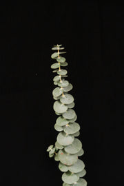 Eucalyptus Single