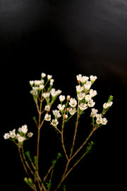 Wax Flower - White