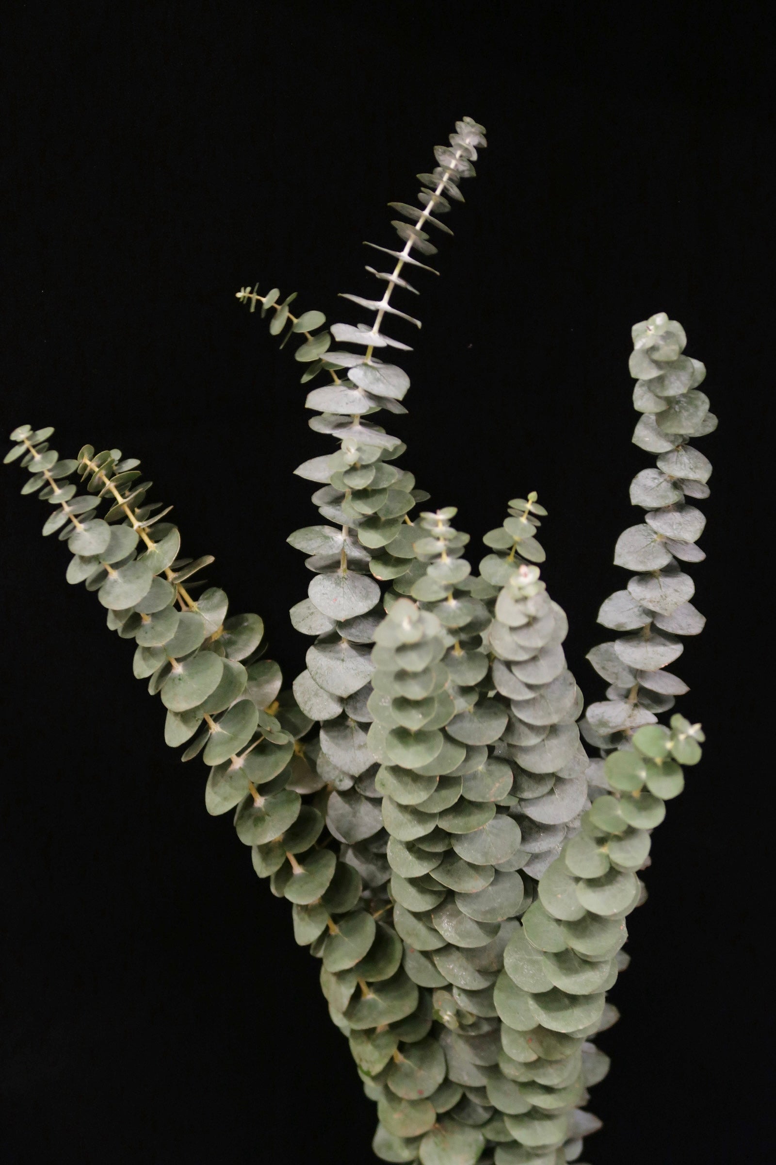 Eucalyptus Single