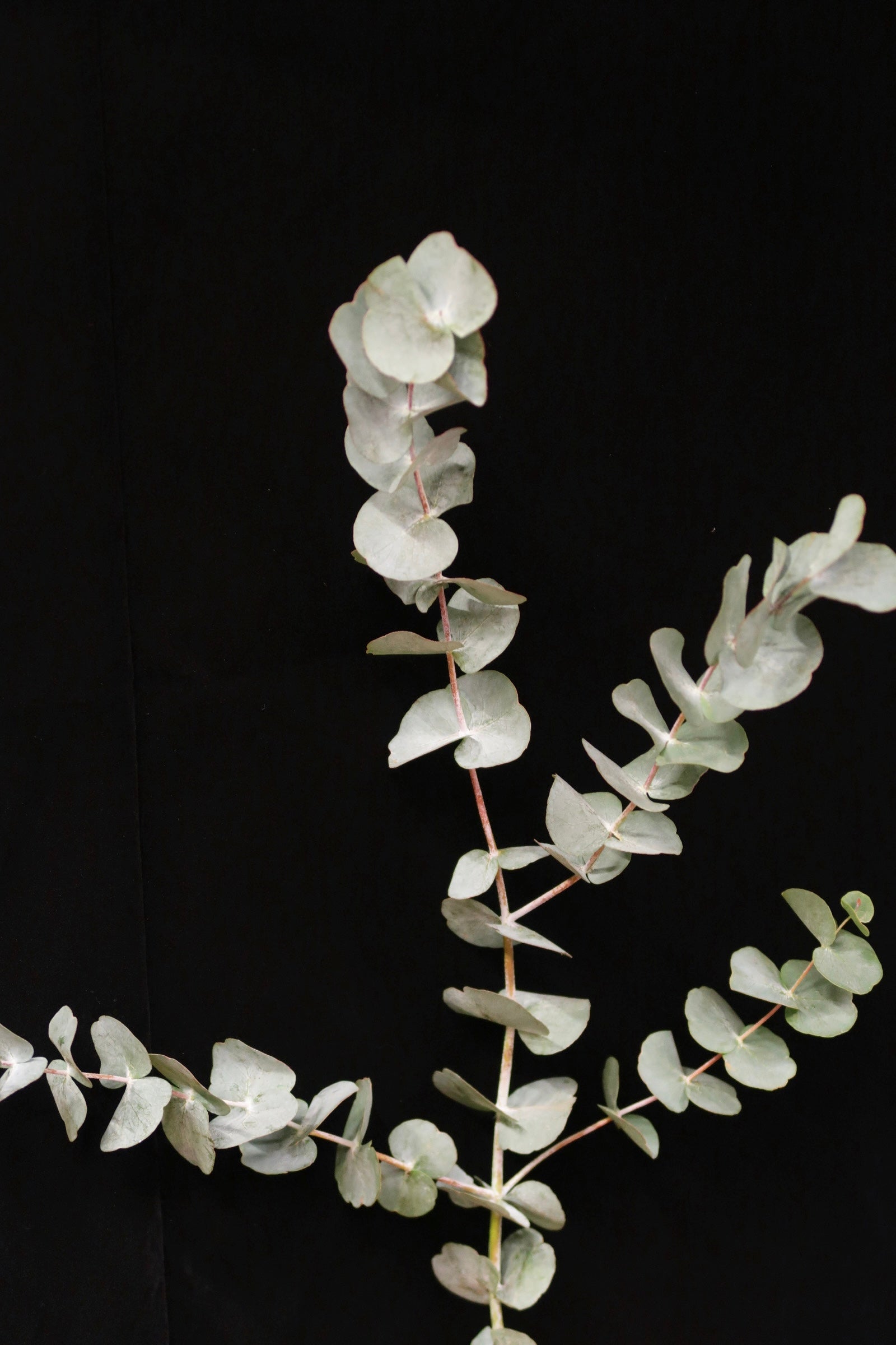 Eucalyptus Cinerea
