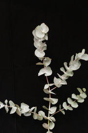 Eucalyptus Cinerea