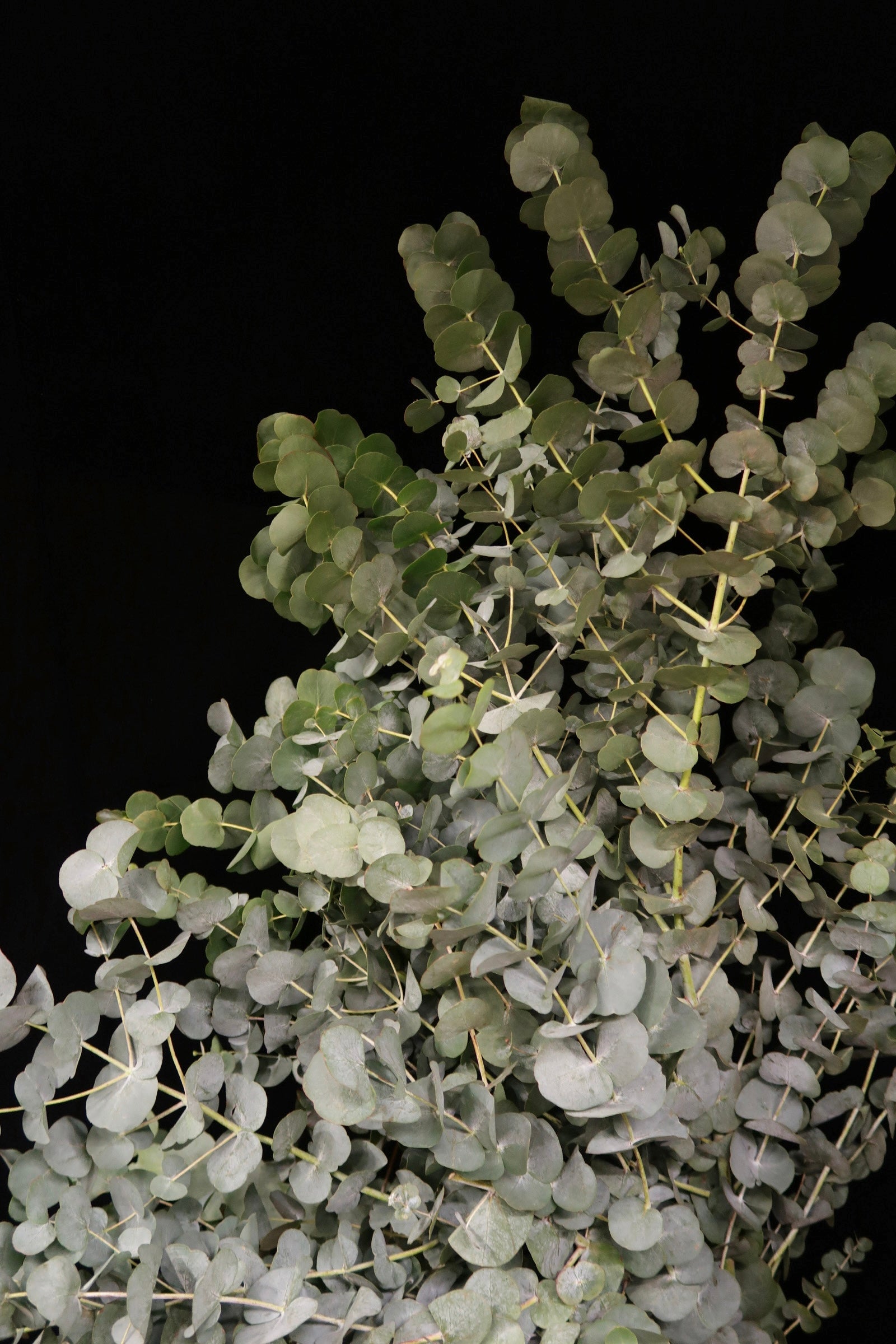 Eucalyptus Cinerea