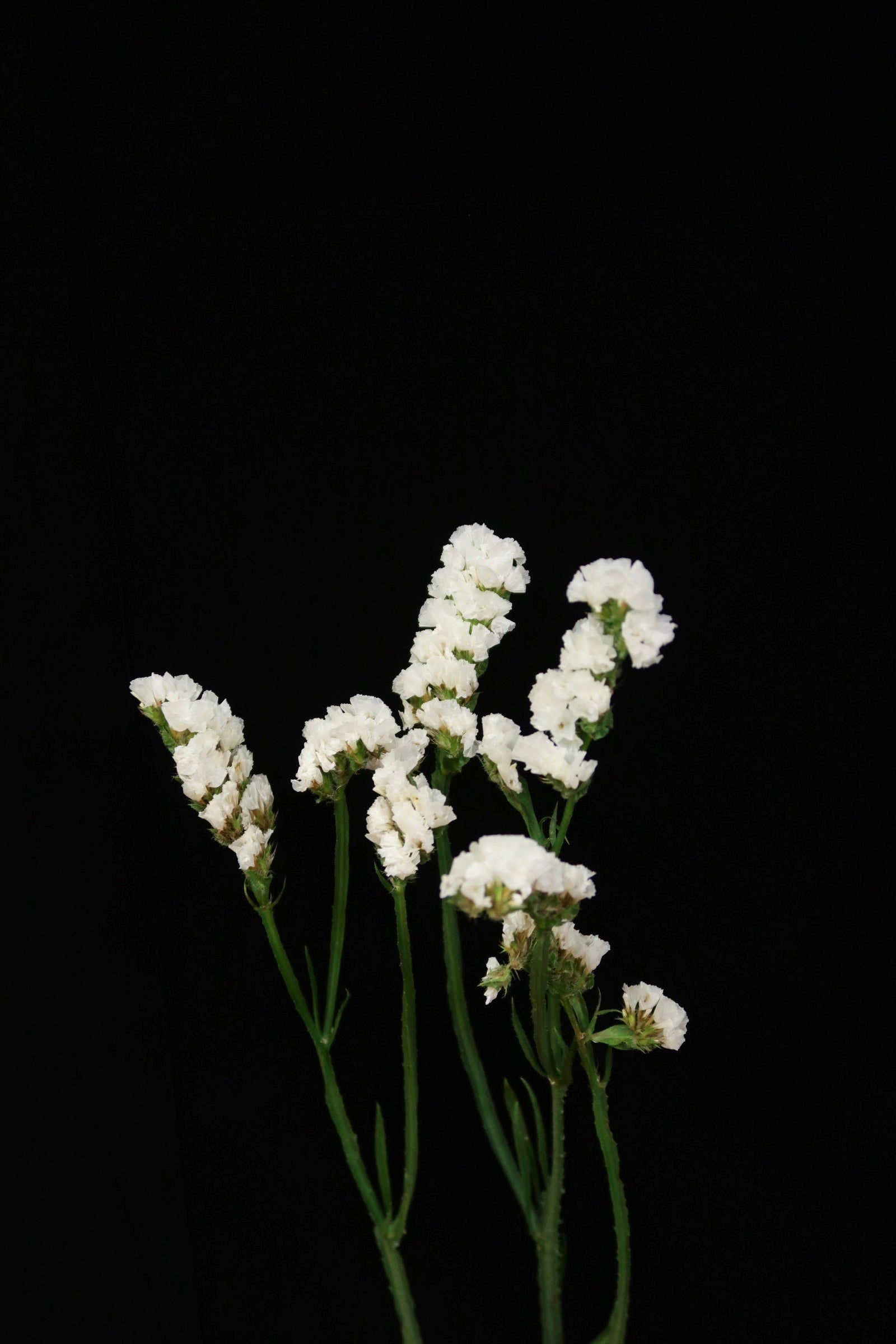 Statice - White