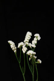 Statice - White