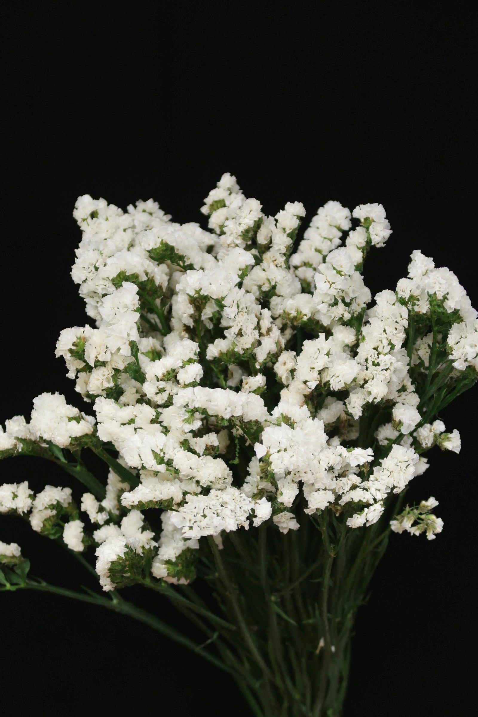 Statice - White