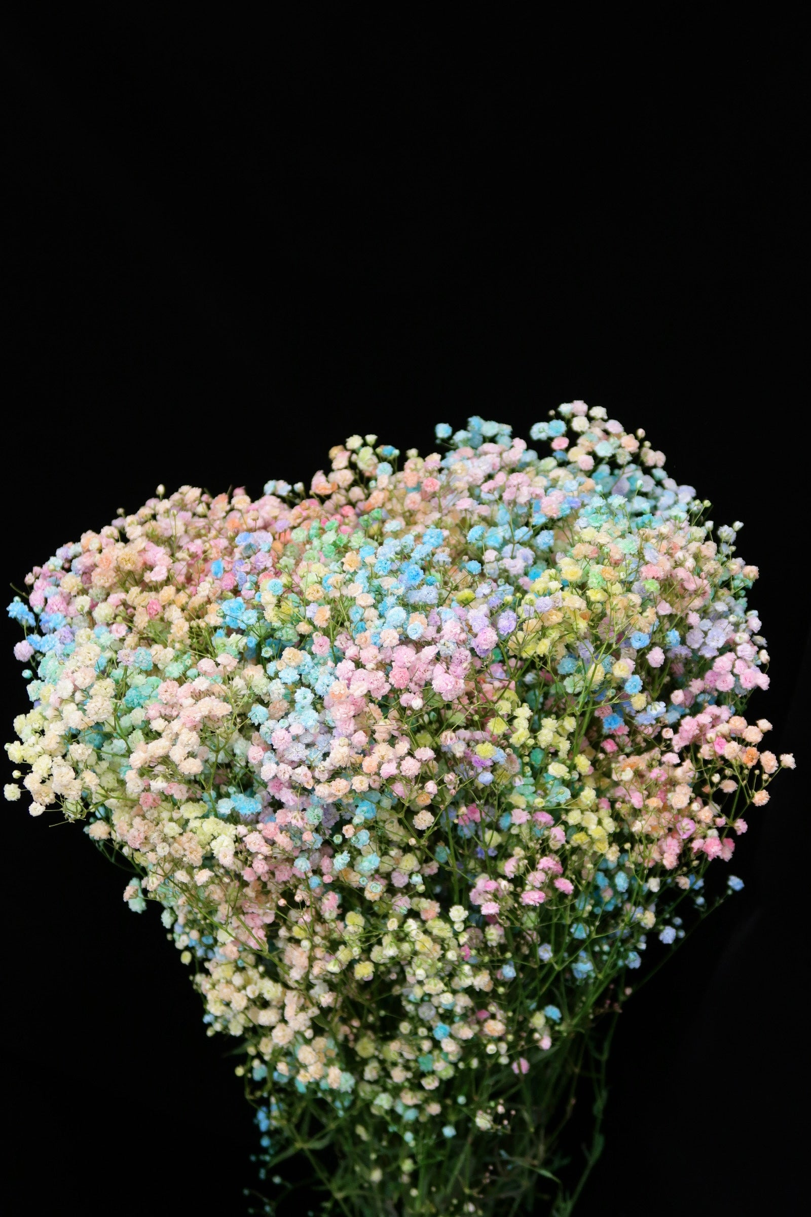 Baby's Breath - Rainbow