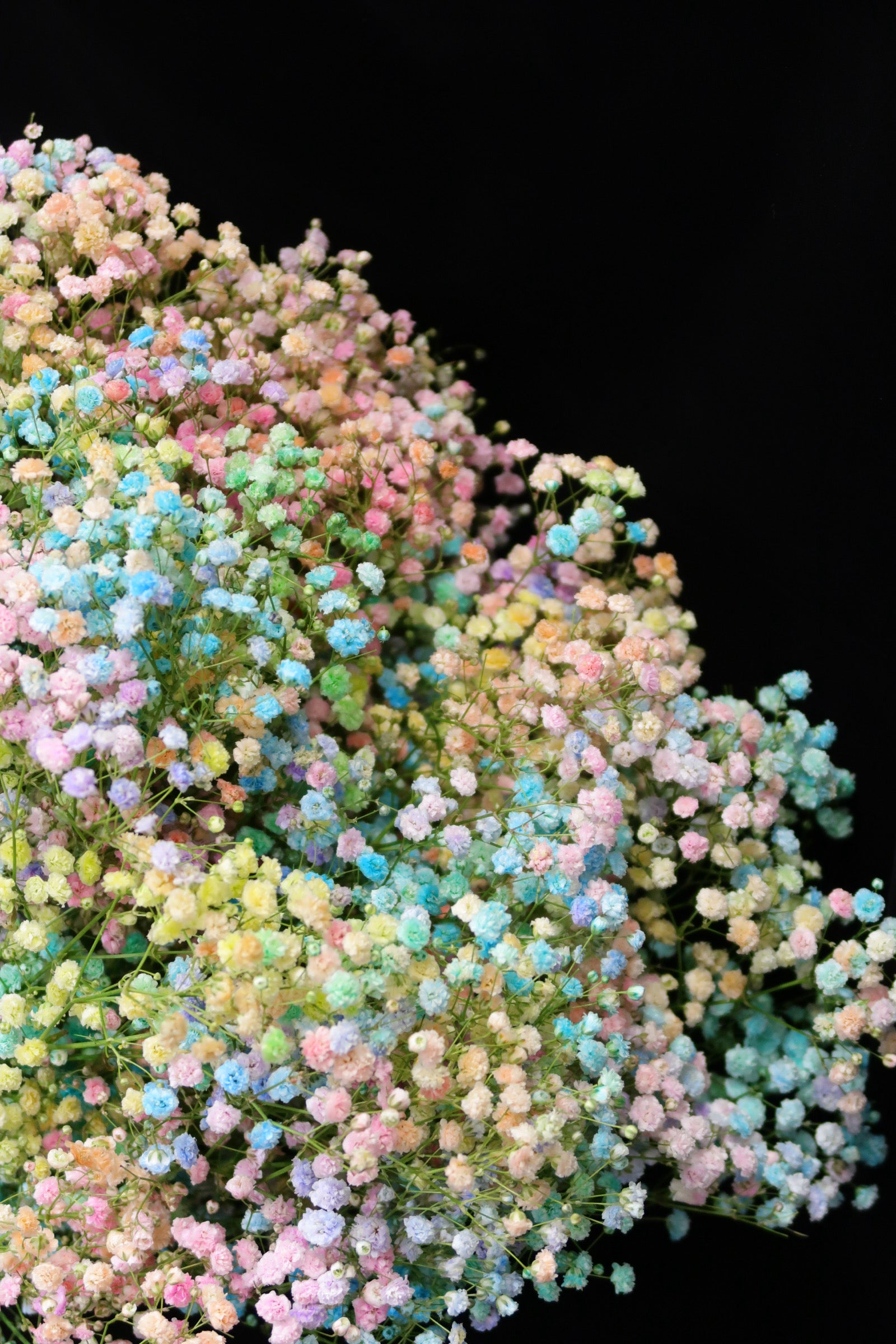 Baby's Breath - Rainbow