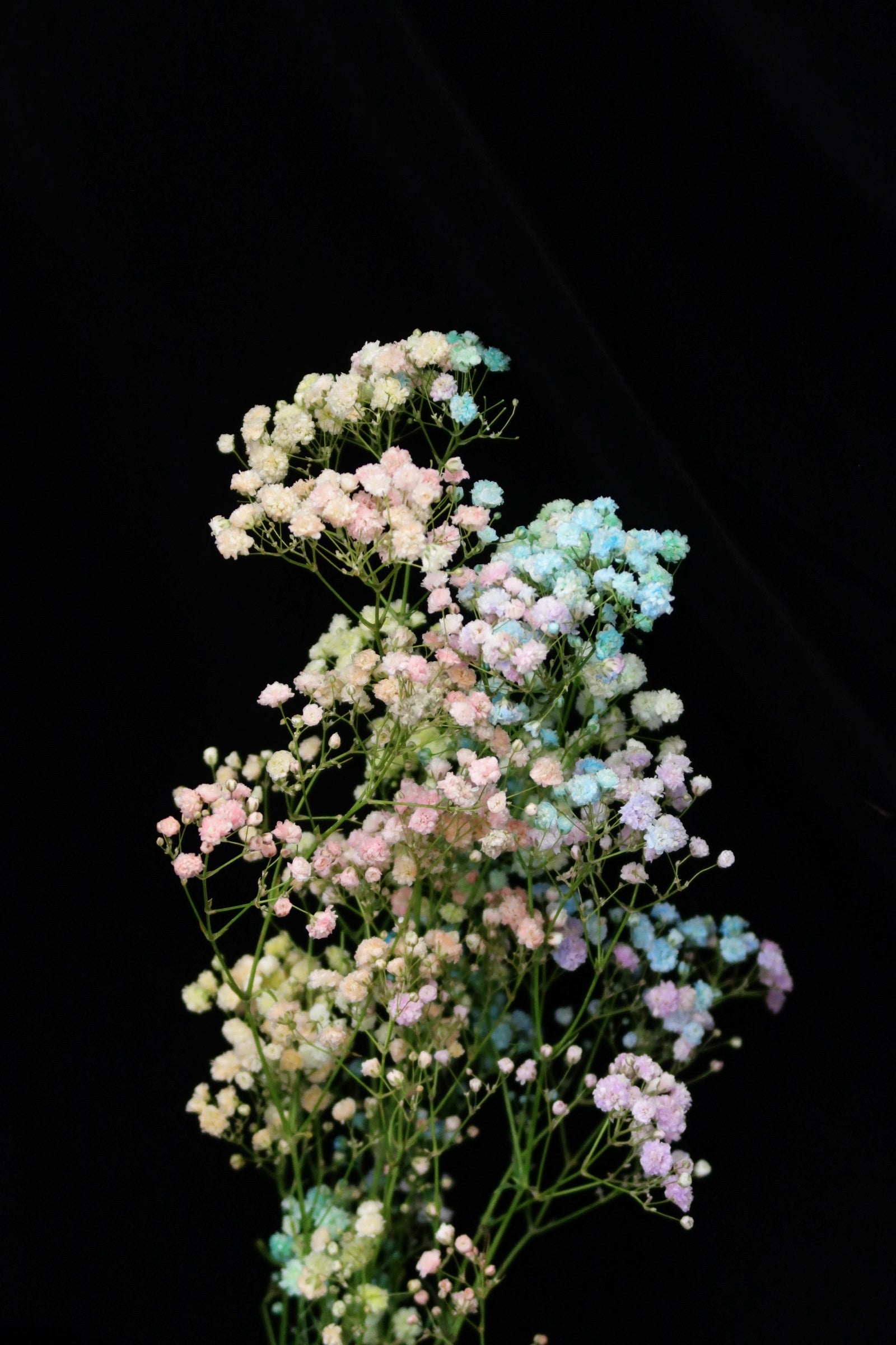 Baby's Breath - Rainbow