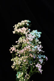 Baby's Breath - Rainbow