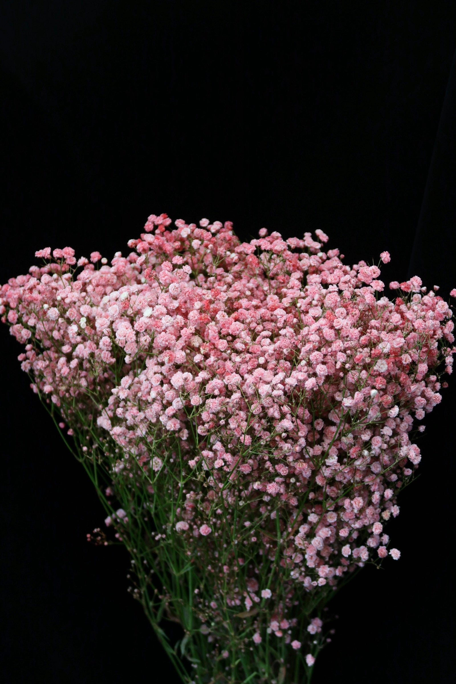 Baby's Breath - Dark Pink / Red