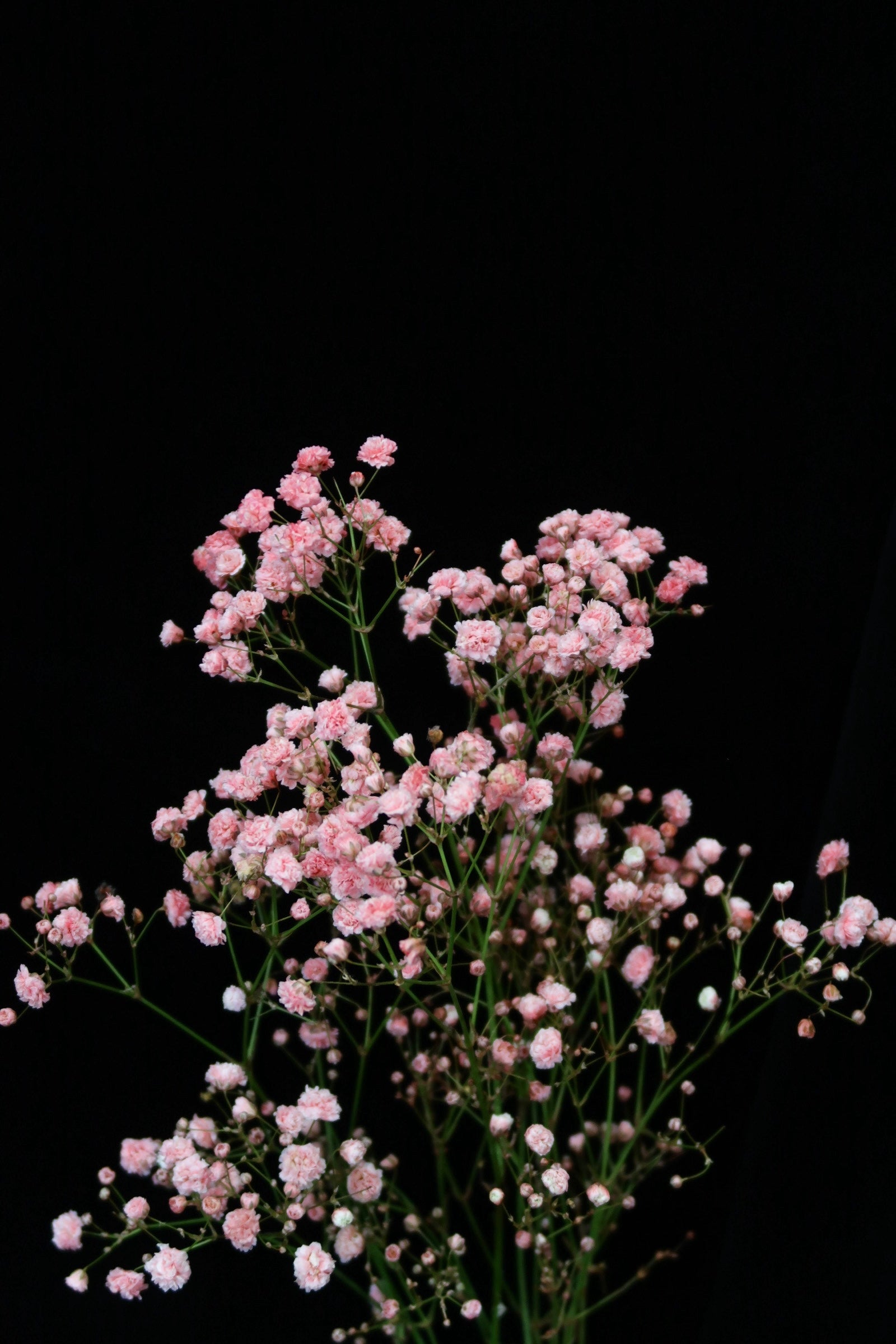 Baby's Breath - Dark Pink / Red