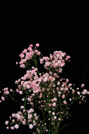 Baby's Breath - Dark Pink / Red