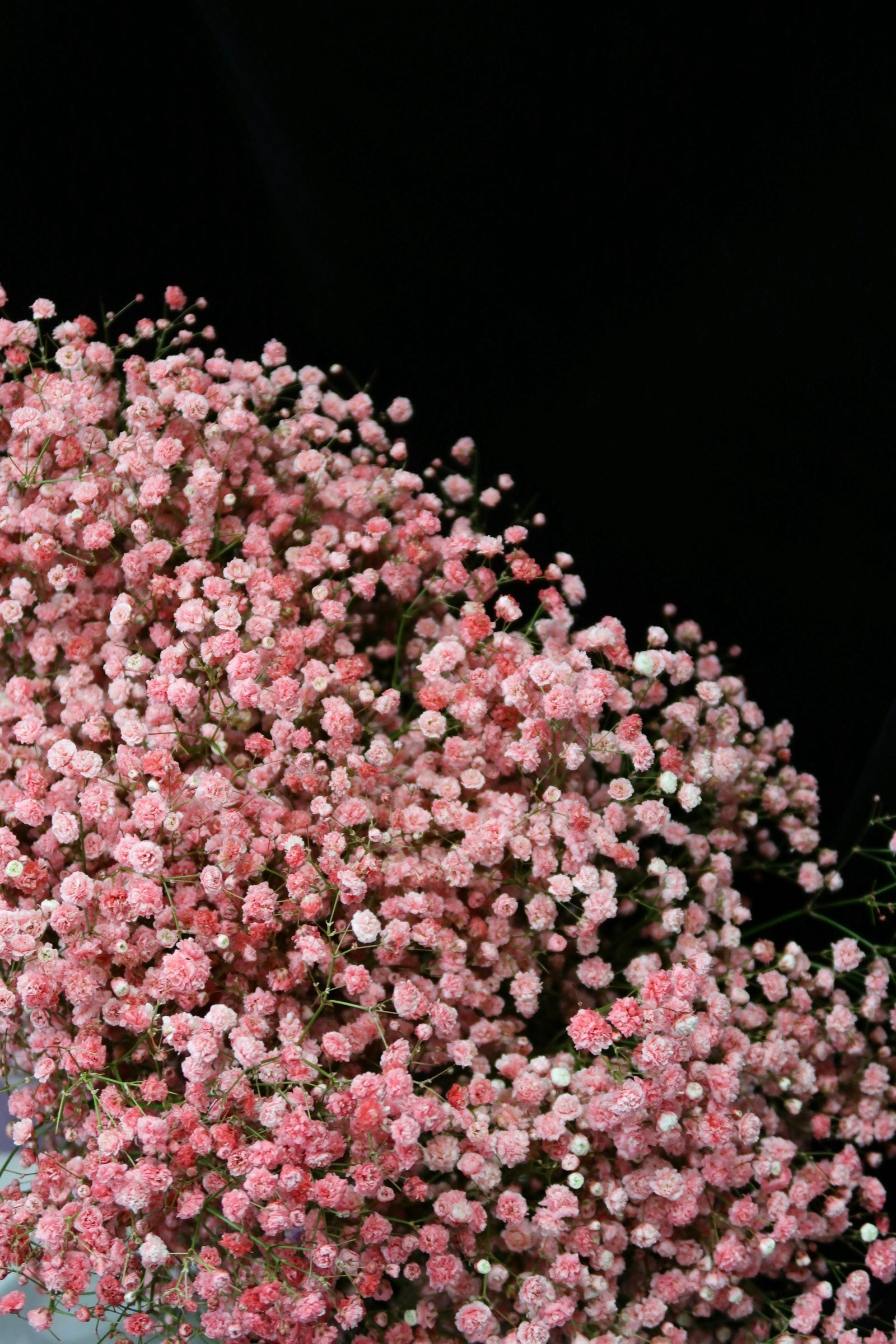 Baby's Breath - Dark Pink / Red