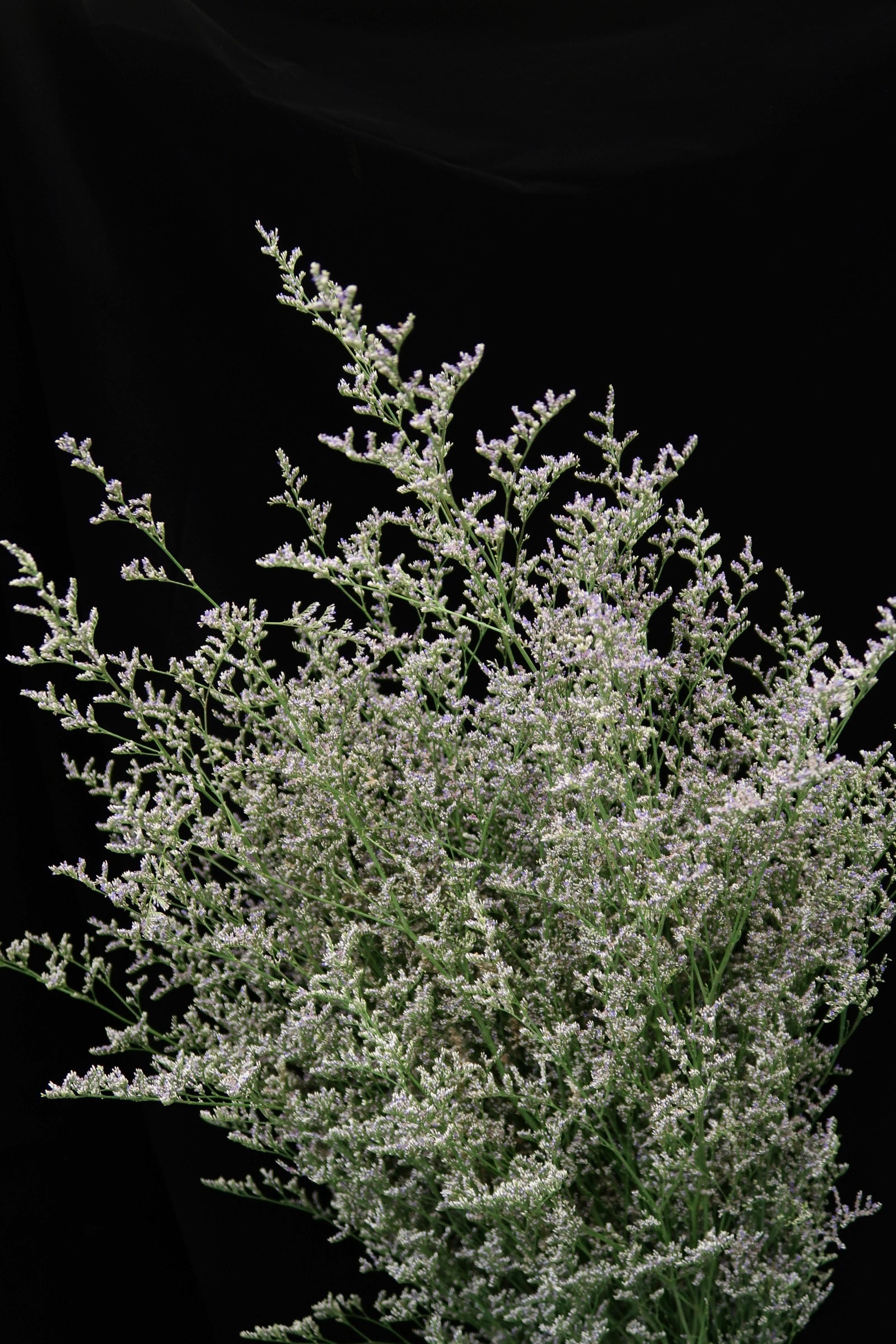 Caspia Purple