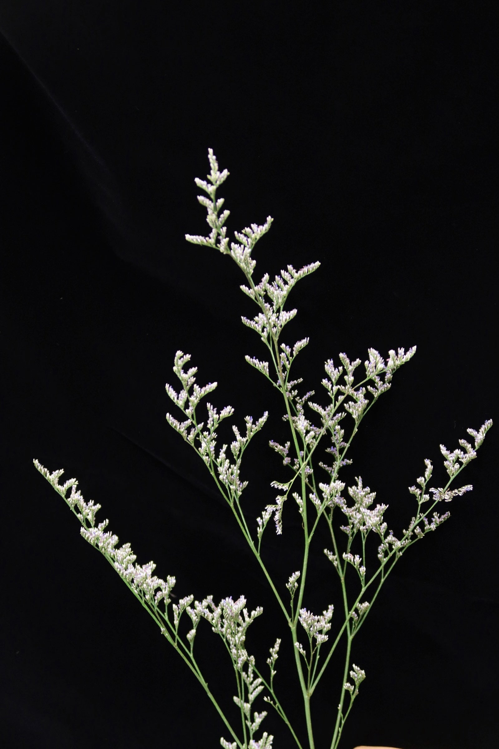 Limonium