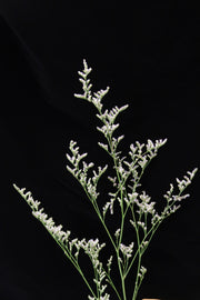 Caspia Purple