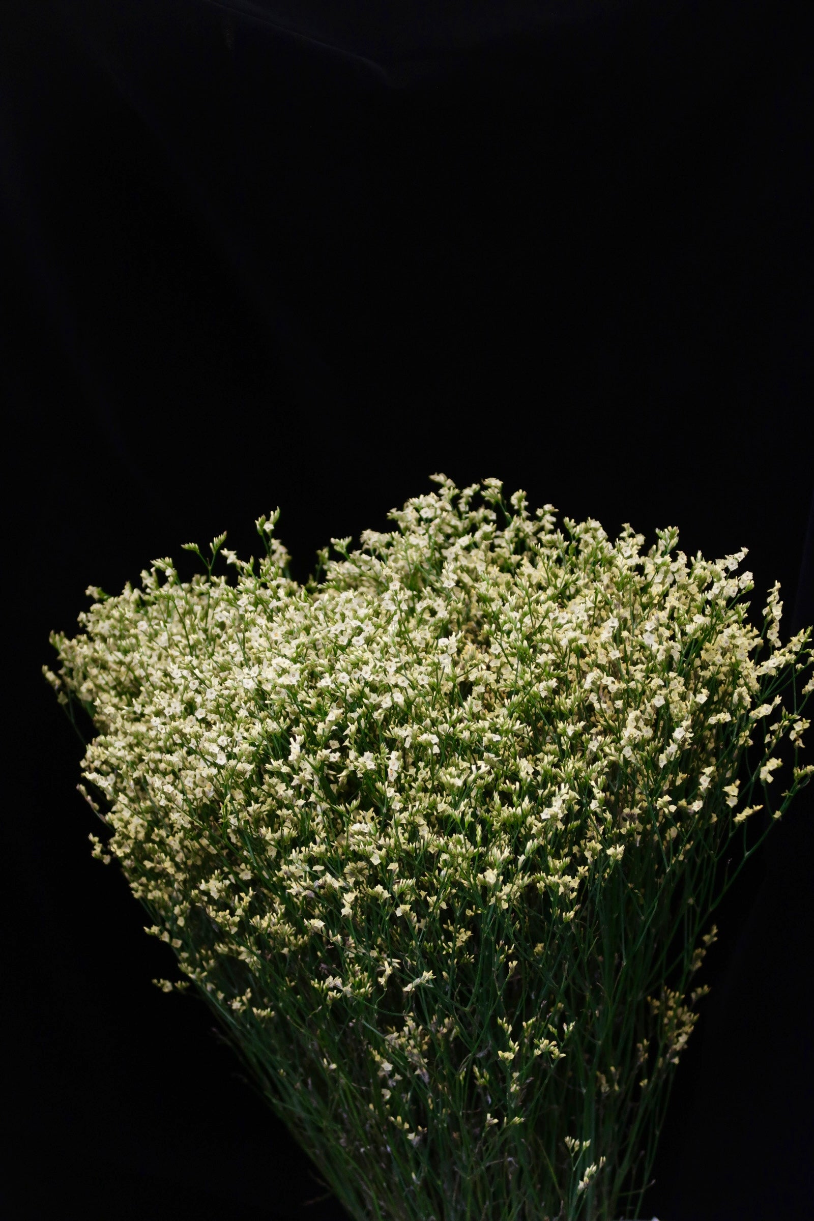 Limonium - Yellow