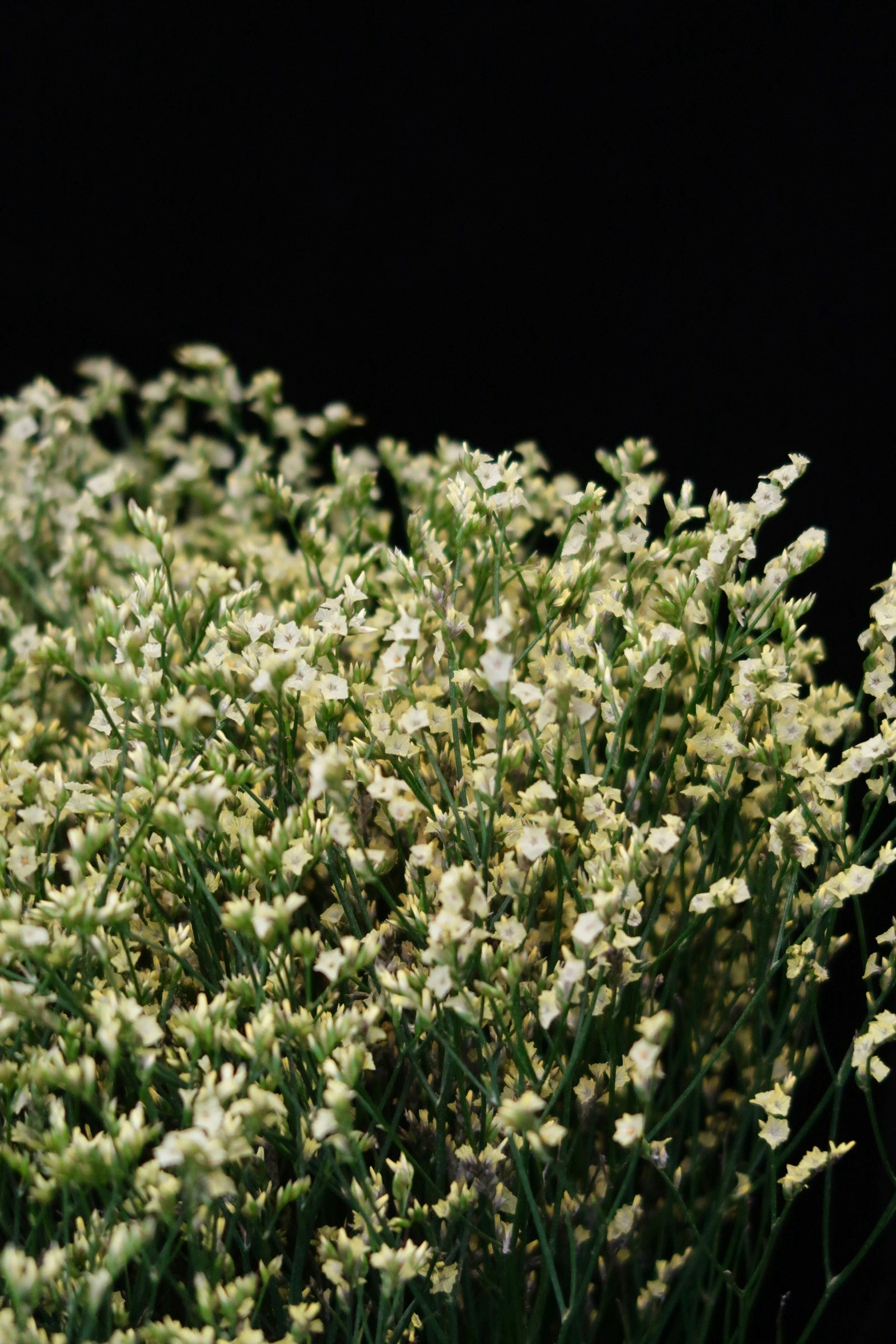 Limonium - Yellow