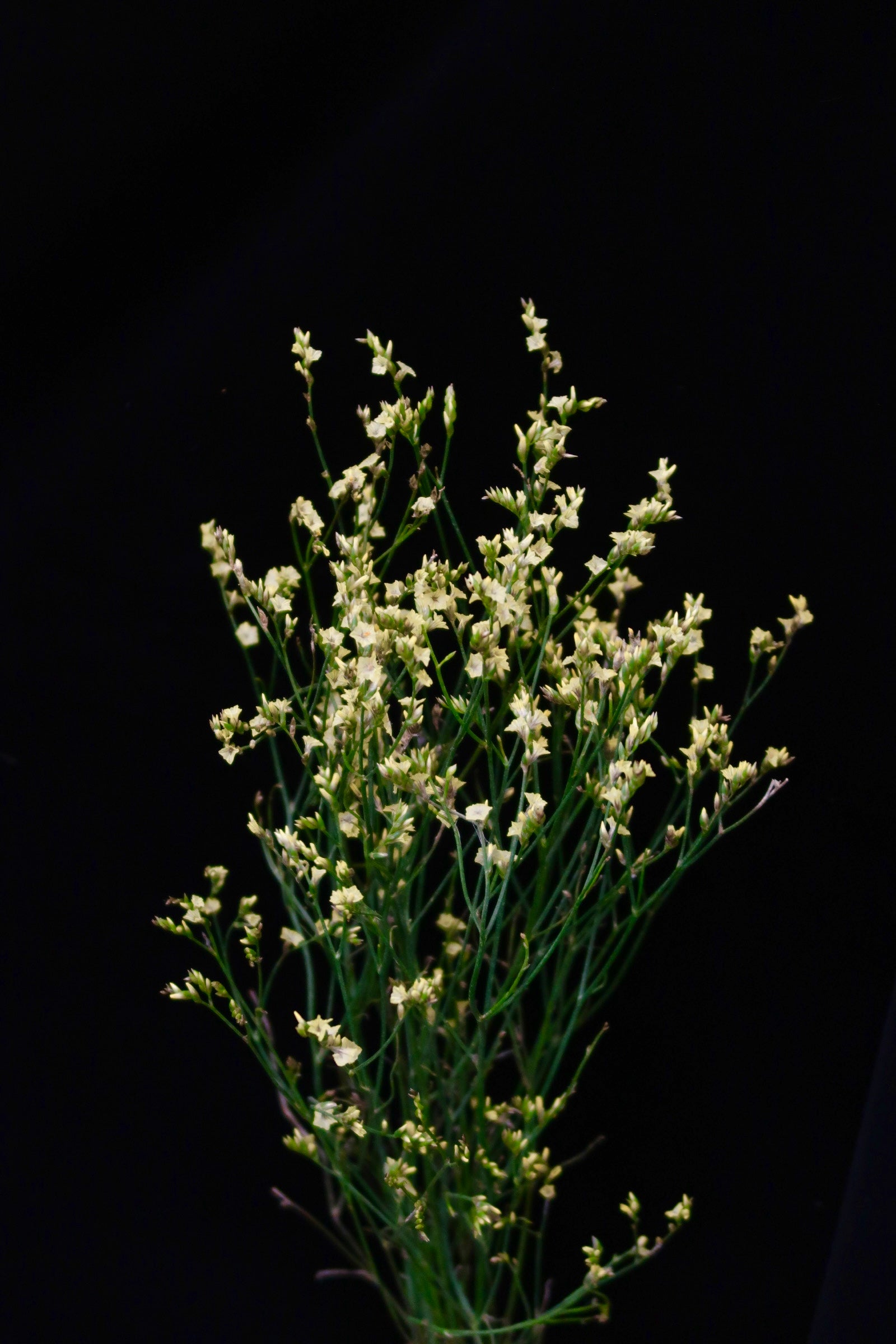 Limonium - Yellow