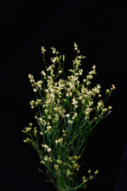 Limonium - Yellow