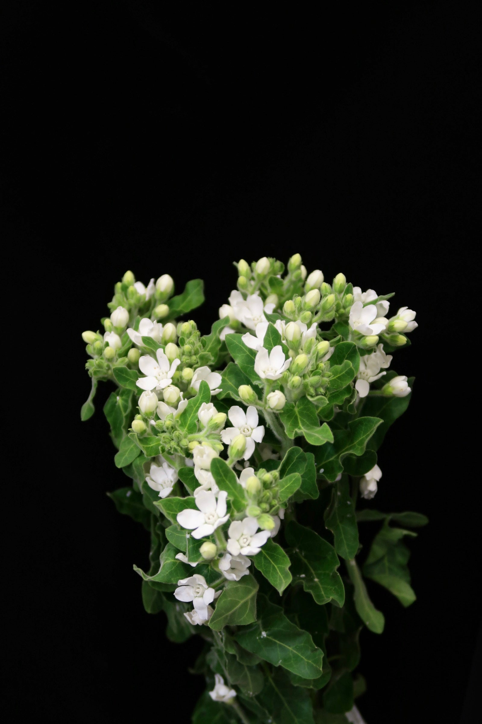 Oxypetalum White